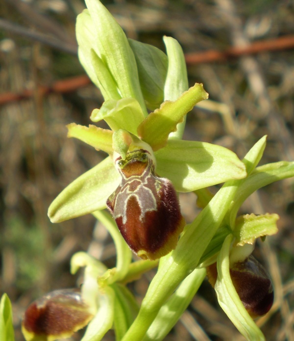 Tutte Ophrys sphegodes?